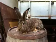 Продавам зайци белгийски великан