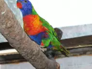 Оферта папагал Многоцветно Лори