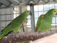 Оферта папагал Синъочела Амазона работна двойка