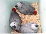 Оферта за папагали Бебета ЖАКО
