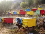 Продава пчелни семейства МК