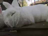 Бял новозелански заек