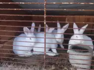 Зайци на 3 месеца