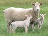 Купувам овце