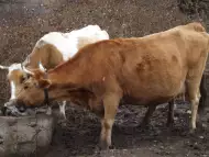 Продавам - заменям крави