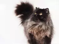 Персийска котка женска, и мъжка на 6м., родословие.