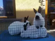 Калифорнийски зайци