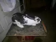 Продавам зайци