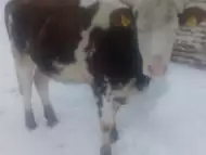 Крава стелна