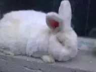 Породисти зайци в София