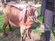продавам 4истокравна англонубииска коза парвескина