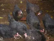 черни кокошки