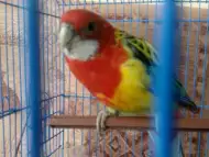 Папагал пъстра розела 3 годишна