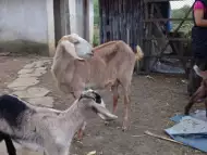 Англонубийски кози и ярета