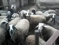 Продавам стадо овце