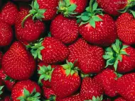 ЗЕМЕДЕЛСКИ ПРОИЗВОДИТЕЛ - продава български сортове ягоди 2015
