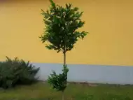 Маслиново дръвче, височина 1.80см