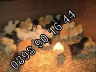 пилета от обикновенна кокошка
