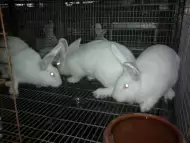 Продавам Новозеландски зайци за разплод