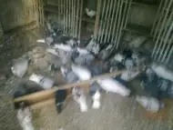 продавам гълъби