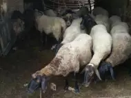 Овце черноглава плевенска