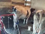 продавам 5 крави с млечни. - 1 200 лв