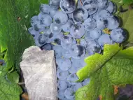 Продавам грозде сорт Мерло и Каберне реколта 2015