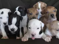 продавам уникални кученца Американски Питбул Териер АПБТ