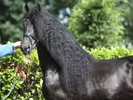 Изключителни осиновявания, красива Фризийски кон за осиновяв