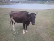 Продавам крави