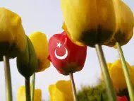 Истанбул - Фестивалът на лалето с дневни преходи
