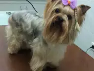 Подстригване на кучета