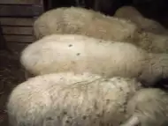 Продавам овце