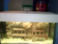 Изработвам уникални аквариуми и терариуми с 3D фон