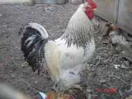 кокошки брама