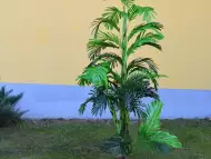 Финикова палма