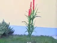 Ананасово цвете