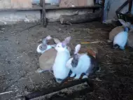Продавам зайци за разплод и клане