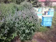 Лофант силно медоносно растение за пчели