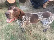 Изгубено куче, Курцхаар от Варна в района на Терапията и Хле