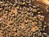 Пчелни отводки - записване