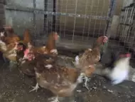 домашни кокошки