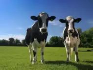 Продавам крави и телета