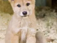 Австралийско куче ДИНГО с най - високо качество 1000лв