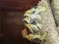 Папагали корела