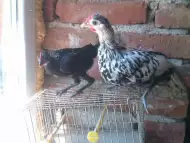 Декоративни кокошки