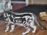 БЕНГАЛСКА котка ЛЕОПАРДОВА първокласни ВИП котета от раз