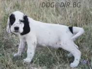 ловуващи АНГЛИЙСКИ СЕТЕР интелигентно куче, което бързо зап