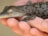 МИНИ Крокодил 600лв бр други влечуги и земноводни