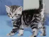 БРИТАНСКА котка цвят Уискас първокласни ВИП котета